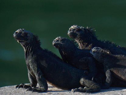 As iguanas marinhas tomam o sol no Parque Nacional Galápagos em Porto Ayora, Ilha Santa Cruz, nas Ilhas Galápagos, a uns 900 km da costa de Equador no Oceano Pacífico, o 14 de abril de 2021.
