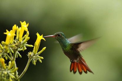 Un colibrí busca miel en la zona de Guápiles, al este de San José (Costa Rica).