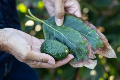 Un aguacate de la finca de la familia Sarmiento, en Benamocarra (Anarquía).