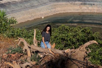 La agricultora Nazaret Medina revisa una plantación de aguacates donde se han arrancado gran parte de los árboles por la escasez de agua que sufre la comarca de la Axarquía.