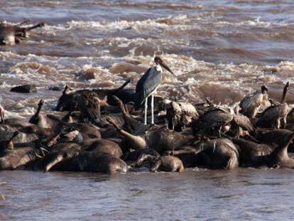 La migración anual de estos antílopes es la base de todo el ecosistema fluvial del Mara