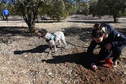 Una participante del XVII concurso nacional de perros rastreadores de trufas celebrado en 2019 en Abejar (Soria).