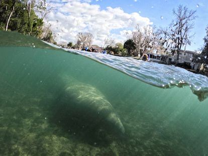 Un manatí nada en el santuario Three Sisters Springs en Florida, Estados Unidos, en enero de 2023