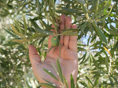 Un olivo afectado por la sequía.