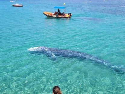 La balena grisa perduda al Mediterrani agonitza a Mallorca