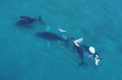 Avistamiento de ballenas en el Pacífico panameño.