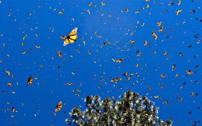 Mariposas monarca volando en el santuario de El Rosario, en México, declarado Reserva de la Biosfera.