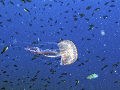 Ejemplar de medusa Pelagia noctiluca