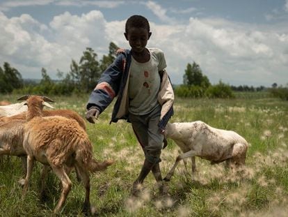 Migrar para sobrevivir a la tierra seca en Etiopía