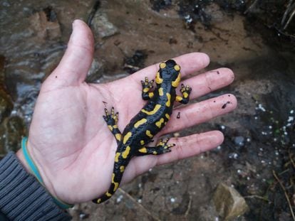 Una salamandra común hallada en el Montseny.