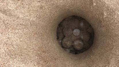 Nido en el que una tortuga marina ha depositado 113 huevos en una playa de Castellón, el 13 de julio de 2019.