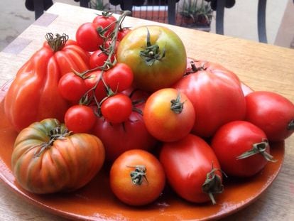 Todo el tomate que ves aquí serán recetas, hijo mío / EL COMIDISTA