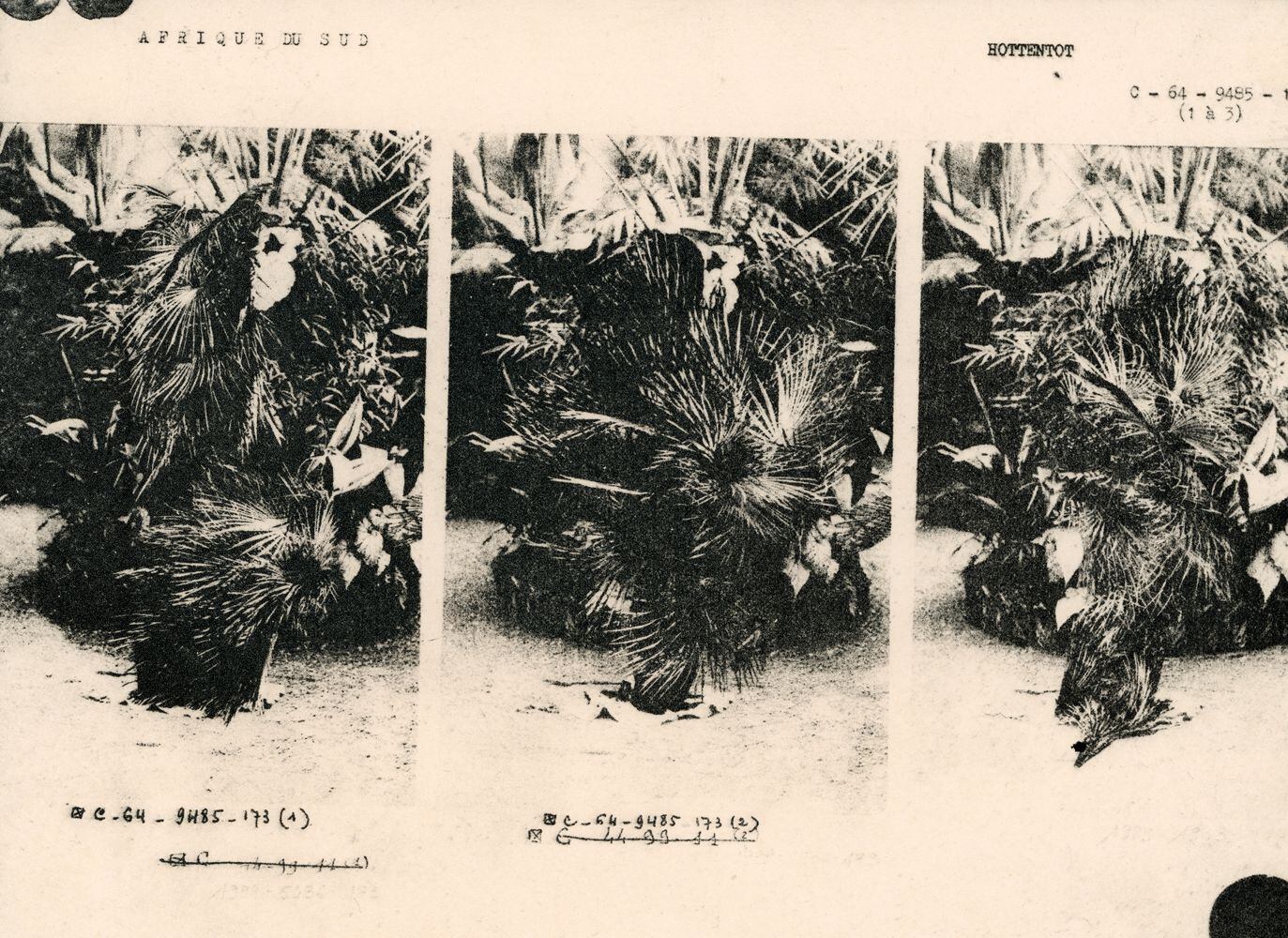 Imagen perteneciente al libro 'Ejercicios mínimos para un jardín de invierno, Nº8', publicado por Ediciones Posibles.