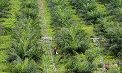 En Guatemala, el cultivo de palma de aceite, que es una especie tropical, representa alrededor del 3 % del total de la superficie agrícola. EFE/Archivo