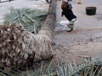 La palmera yace sobre el asfalto de la Avenida del Antiguo Reino de Valencia.