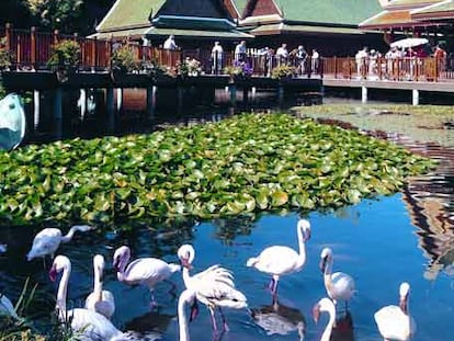 Un grupo de flamencos junto al pueblo tailandés de Loro Parque.