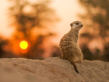 Un suricato solitario en el desierto del Kalahari