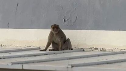 El macaco fugado, en el tejado de un instituto de La Línea. Foto facilitada por el Ayuntameinto de la localidad.