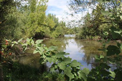 Al recuperar su estado fluvial óptimo, las lagunas de Belvis del Jarama mejorarán su biodiversidad.