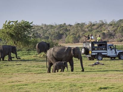 Varios turistas observan elefantes durante un safari en el parque nacional de Minneriya, en Sri Lanka, en julio de 2022