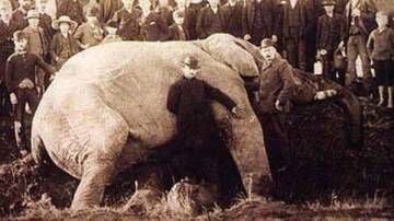 Jumbo después del choque con un tren en septiembre de 1885 en St. Thomas, Ontario (Canadá). El animal ya había muerto cuando se tomó la imagen.