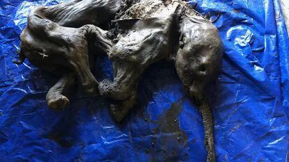 Los restos fosilizados de la cría de mamut hallada en Yukón, Canadá, el 21 de junio de 2022.