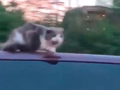 Una mujer graba y alerta al conductor de un vehículo que llevaba a un felino encima mientras circulaba a gran velocidad