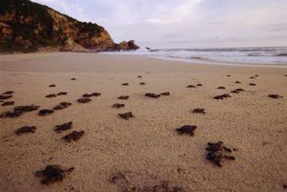 Crías de tortuga recién nacidas en la playa de Mazunte, en Oaxaca (México).