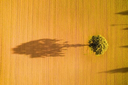 'Sombras de un árbol', tituló esta foto su autor. Fue tomada sobre un campo de Worcestershire, al sur de Birmingham.