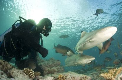 Dos tiburones atraviesan un arrecife de coral en Seychelles.