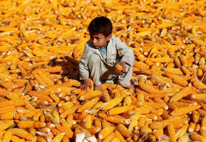 Un niño afgano se sienta en mazorcas de maíz después de la cosecha en un campo en la provincia de Nangarhar, Afganistán, 15 de octubre de 2019. REUTERS / Parwiz
