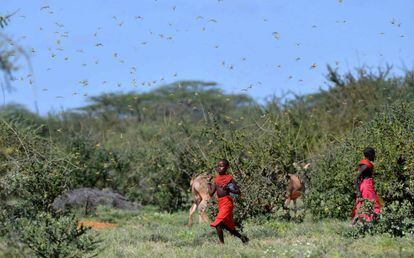 Langosas del desierto invaden la región de Samburu, Kenia.