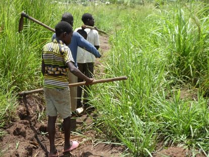 Tres niños caminan hacia las tierras donde cultivan maíz y sorgo en Palabek, en el norte de Uganda.