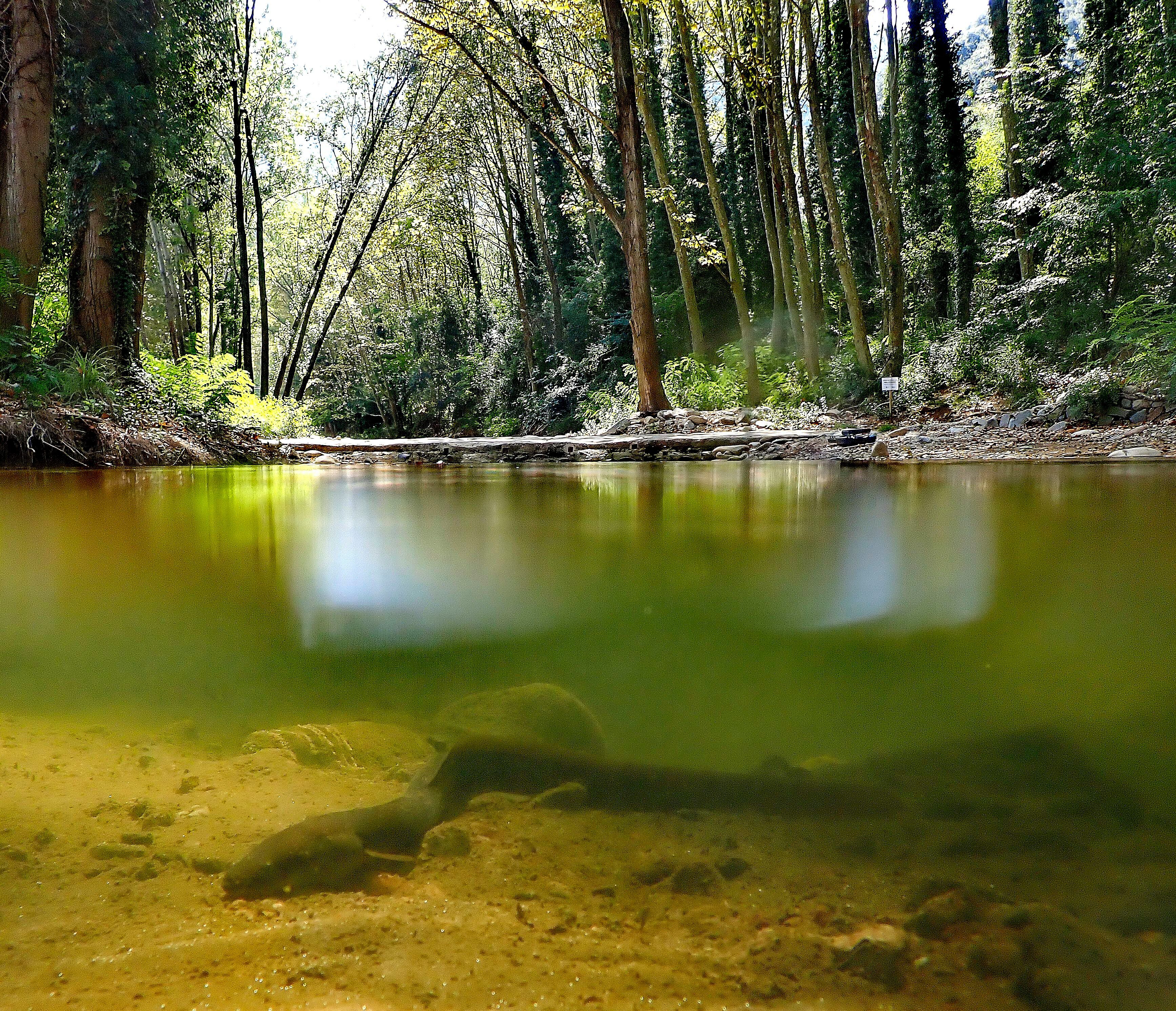 Anguilas en el río Ter, en Girona.