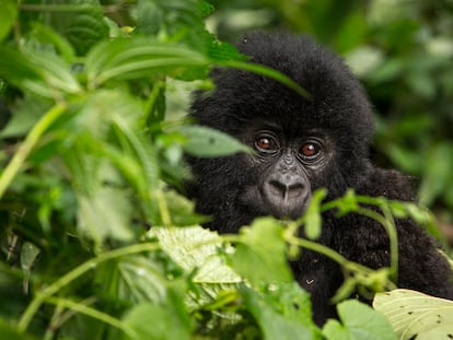 Gorila de montaña en el Parque Nacional de Virunga, en la República Democrática del Congo.